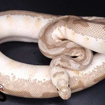 Pastel lesser spider poss cryptic/crypton Profile Picture