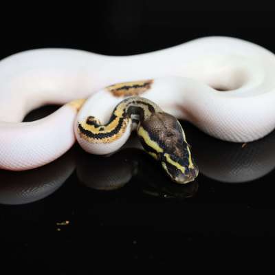 Pastel Leopard Pied het Ultramel pos OD Profile Picture