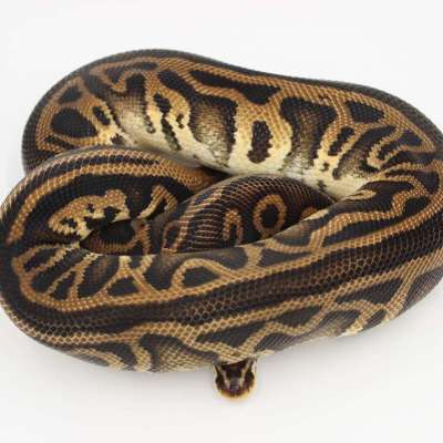 Leopard Pastel Het Clown Profile Picture