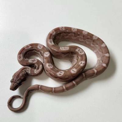 Nicaraguan Boa Motley T+ SNOW Profile Picture