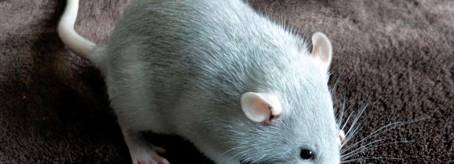 Pet Rat Breeders and Rehoming