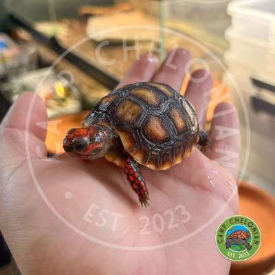 2023 Cherry Head Cross Red-Footed Tortoise 01 Profile Picture