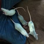 Rat Breeding and Genetics