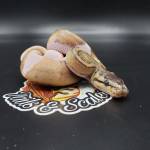 Kentucky Reptiles and Exotics