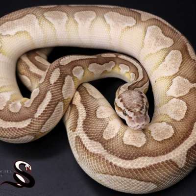 Pastel lesser het cryptic Profile Picture