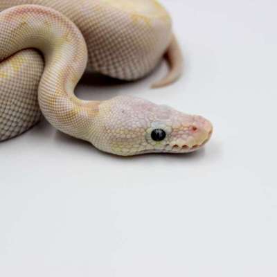 Bamboo Hidden Gene Woma Mojave/Phantom Profile Picture