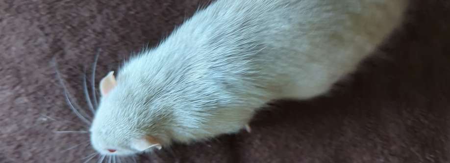 Rat Breeding and Genetics