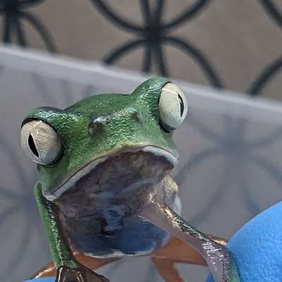 Sharp Backed Monkey Treefroglets Profile Picture