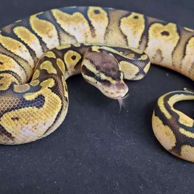 *Free Shipping* Female pastel Enchi calico Profile Picture