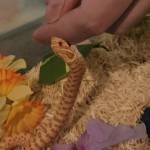 Hognose Haven