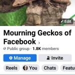 Mourning Geckos