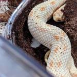 Hognose Incubator