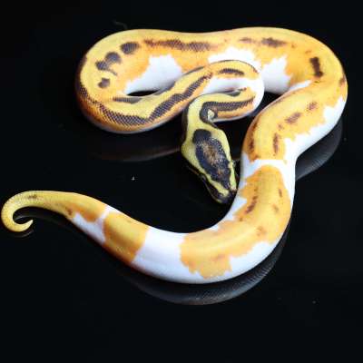 orange dream yellowbelly leopard enchi pied Profile Picture