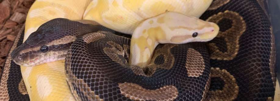 Maryland Ball Python Breeders