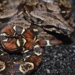 Boa Constrictors Canada