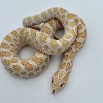 Western Hognose Breeders & Keepers