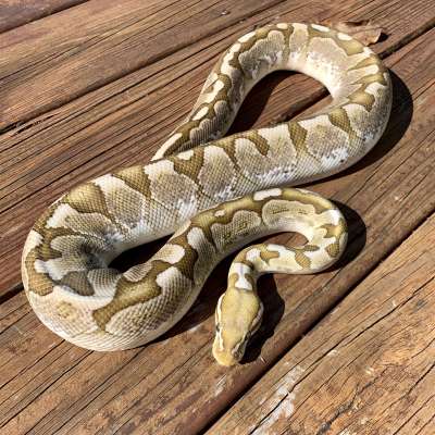 *Free Shipping* PB Bamboo Pastel het Ghost Profile Picture