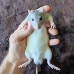 Pet Rat Breeders and Rehoming