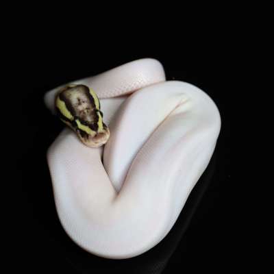 Firefly Pied het Ultramel pos OD Profile Picture