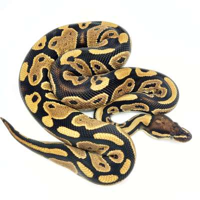 Mahogany Het Piebald Profile Picture