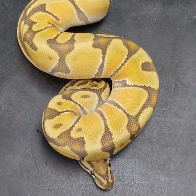 OD Enchi Vanilla/Fire Hypo Profile Picture