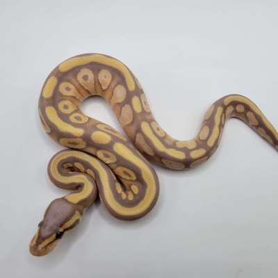 Banana Mojave Sugar 100% het clown 50% het hypo Profile Picture