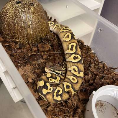 Pastel Mojave YellowBelly or Asphalt Male Profile Picture