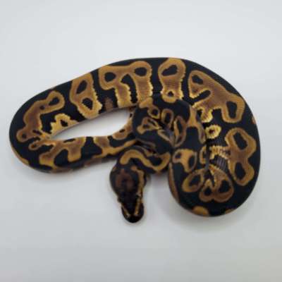 Leopard Yellowbelly 100% het clown pos blade Profile Picture