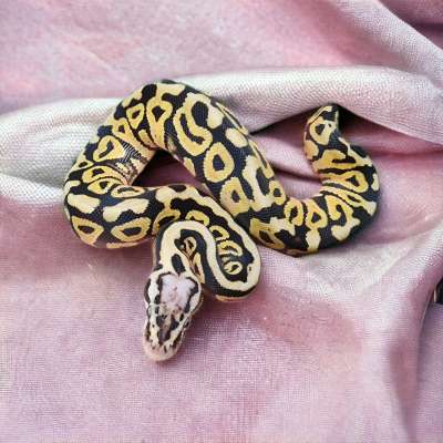 Pastel Spotnose het Clown pos het Desert Ghost/G-Stripe Profile Picture