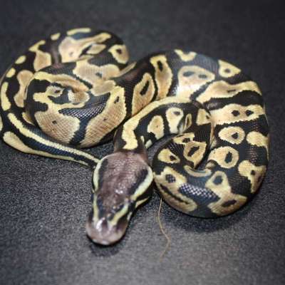 22-17--01 Pastel DH VPI Axanthic/Desert Ghost 50% Het Albino/Cryptic Profile Picture