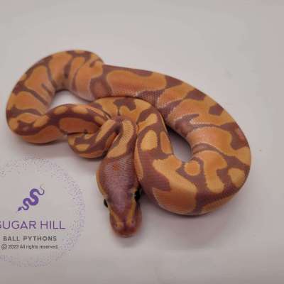 Banana Enchi - ON HOLD Profile Picture