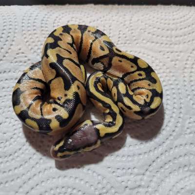 Pastel Het Genetic Stripe 50% Het Piebald Profile Picture