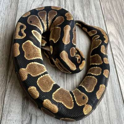 Orange Dream 100% Het Clown 100% Het Piebald Profile Picture