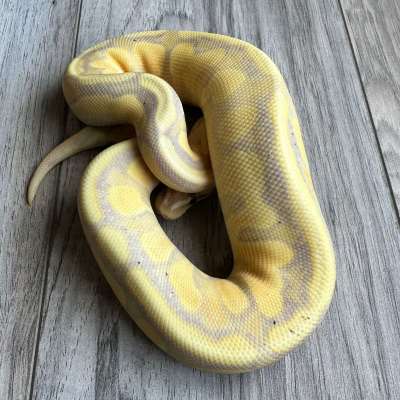 Banana Orange Dream Poss YB 100% Het Clown 100% Het Piebald Profile Picture