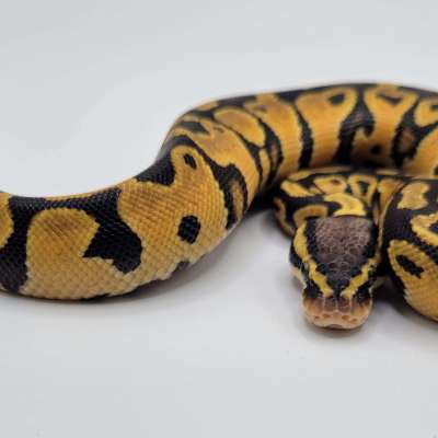 Pastel Yellowbelly 100% het clown pos blade Profile Picture