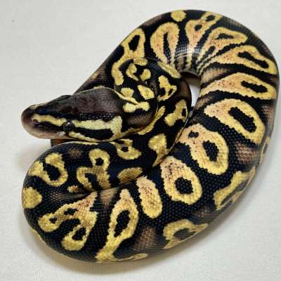 Pastel Asphalt or Yellow Belly Male Profile Picture
