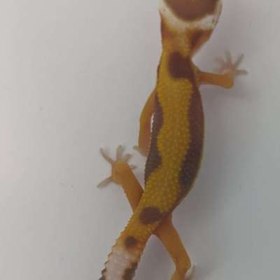 Tremper Albino Bold Stripe Profile Picture