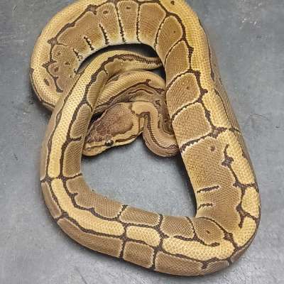 Pinstripe Het Lavender Albino 50% Het Pied Profile Picture