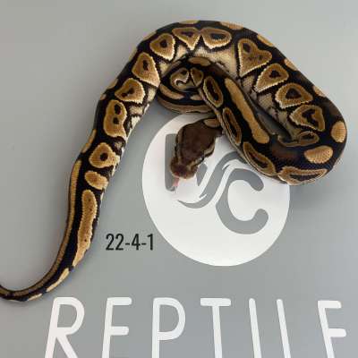 Cinnamon het Clown Profile Picture