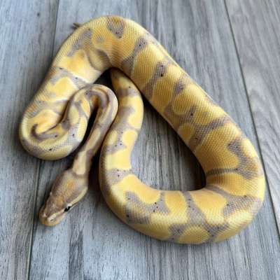 Banana Enchi Orange Dream Poss YB 100% Het Clown Profile Picture