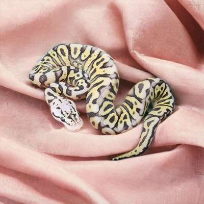 Super Pastel Spotnose Crypton pos het DG/G-Stripe Profile Picture