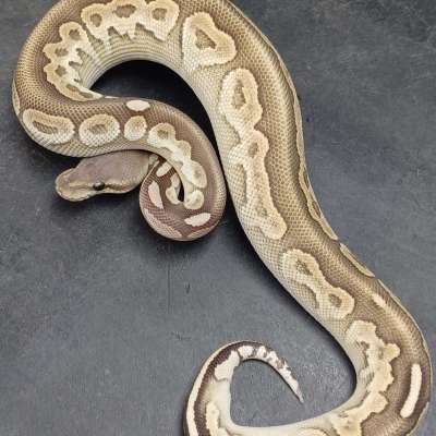 Mojave Cinnamon Vanilla/Fire 50% Het Hypo Profile Picture