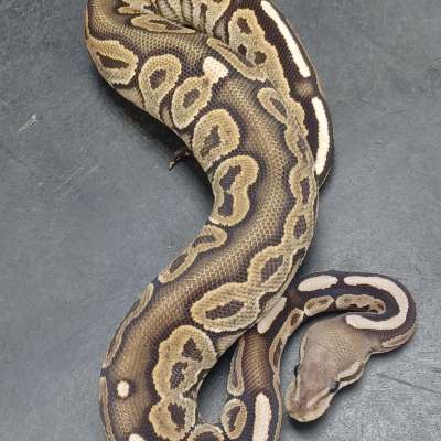 Cinnamon Vanilla/Fire 50% Het Hypo Profile Picture