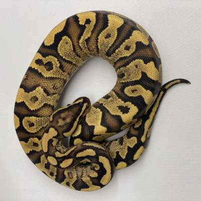 Fire YellowBelly Het Clown Male Profile Picture