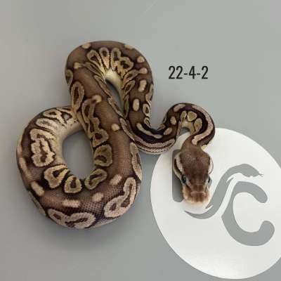 Pastel Cinnamon het Clown Profile Picture