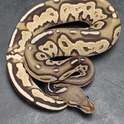 OD Cinnamon Vanilla/Fire 50% Het Hypo Profile Picture