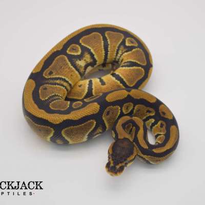 Yellow Belly het G-Stripe het Clown Profile Picture