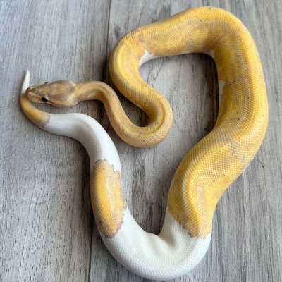 Banana Enchi Orange Dream Poss YB Piebald Profile Picture