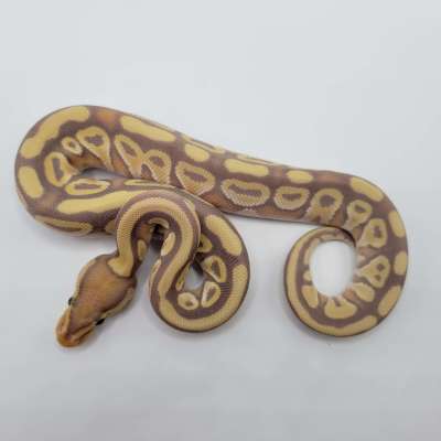 Banana Mojave 100% het clown 50% het hypo Profile Picture