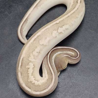 OD Mojave Cinnamon Vanilla/Fire 50% Het Hypo Profile Picture